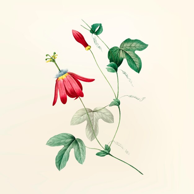 Vintage Blumenillustration