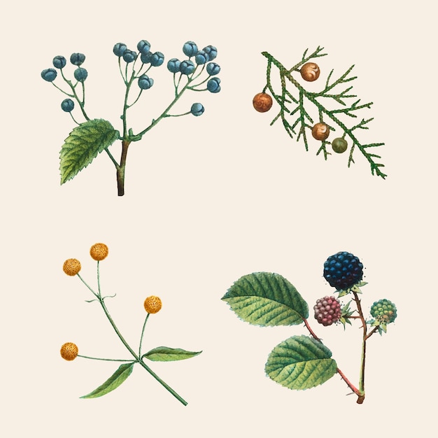 Kostenloser Vektor vintage botanische set hand gezeichnete illustration vintage