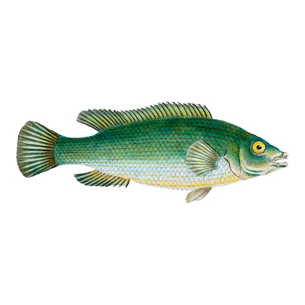 Kostenloser Vektor vintage fisch illustration