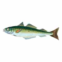 Kostenloser Vektor vintage fisch illustration