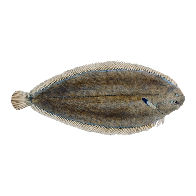 Kostenloser Vektor vintage fisch illustration