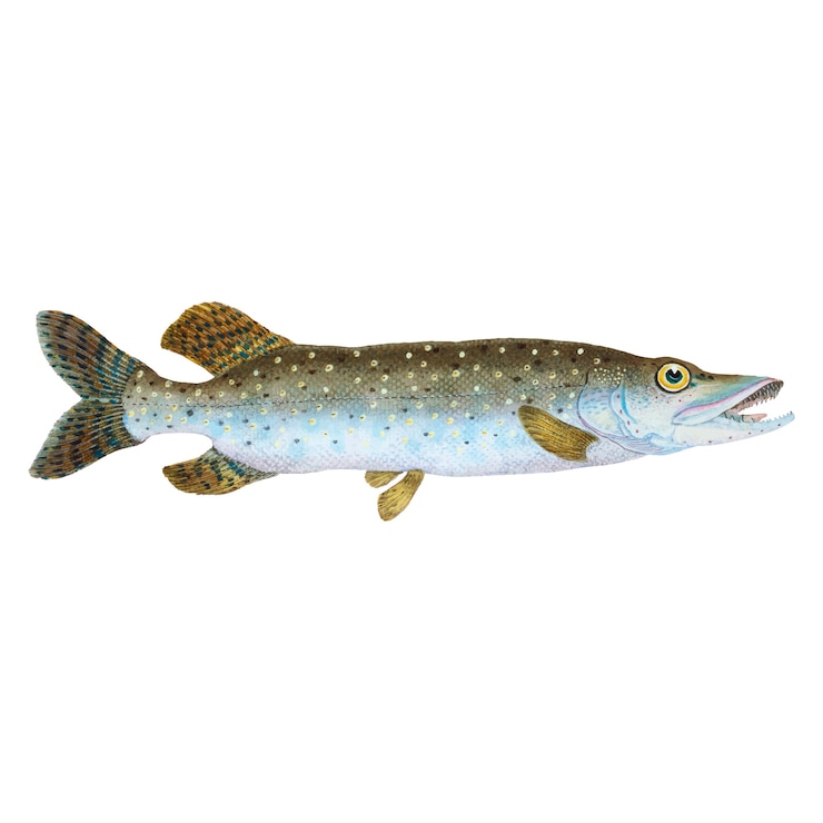 Kostenlose Vektor vintage fisch illustration