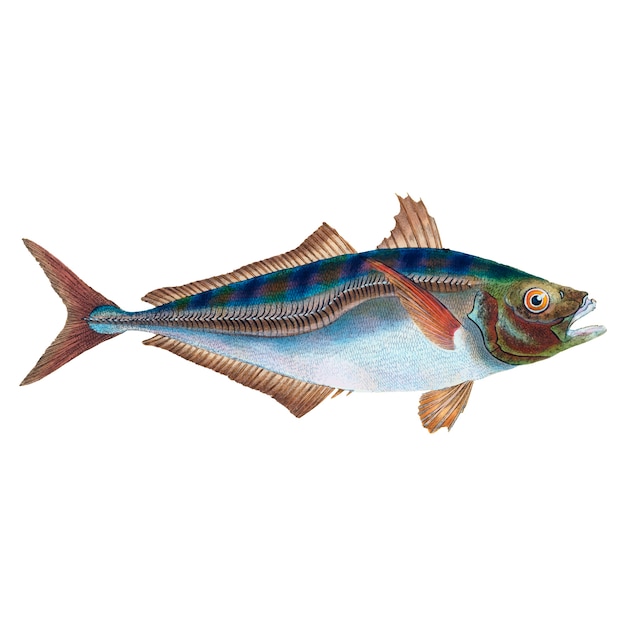 Kostenloser Vektor vintage fisch illustration