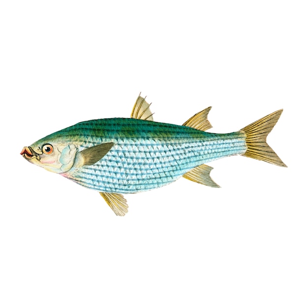 Kostenloser Vektor vintage fisch illustration