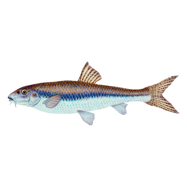 Kostenloser Vektor vintage fisch illustration