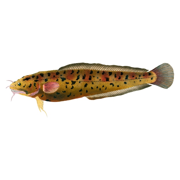 Kostenloser Vektor vintage fisch illustration