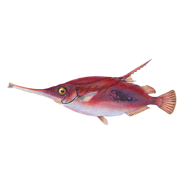 Kostenloser Vektor vintage fisch illustration