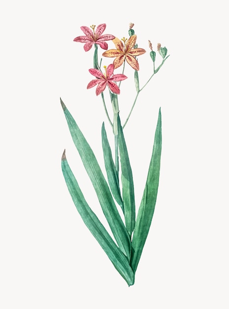 Vintage Illustration der Brombeerlilie