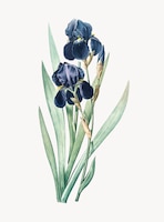 Vintage illustration der deutschen iris