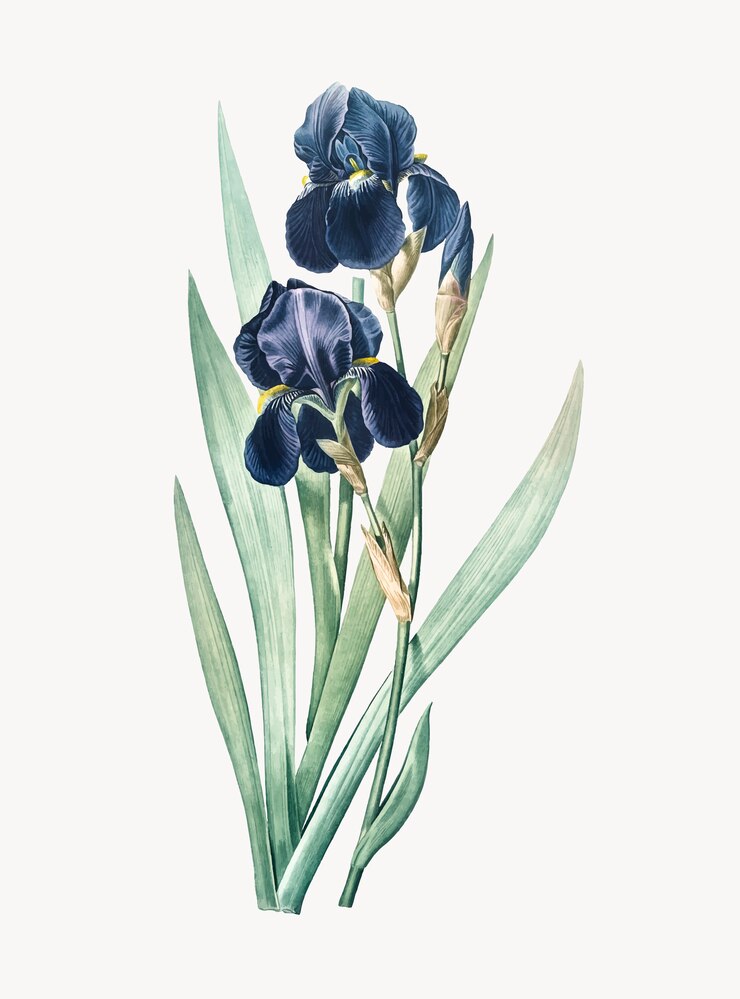 Kostenlose Vektor vintage illustration der deutschen iris