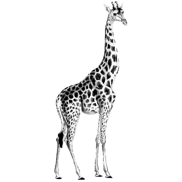 Vintage illustrationen der giraffe