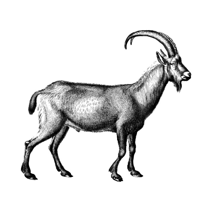 Kostenlose Vektor vintage illustrationen der wilden ziege