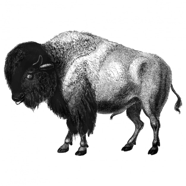 Kostenloser Vektor vintage illustrationen von bison