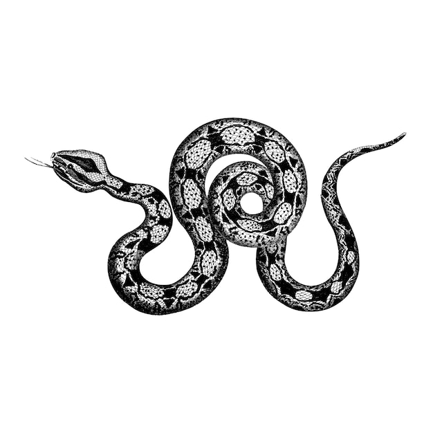 Vintage illustrationen von constrictor boa