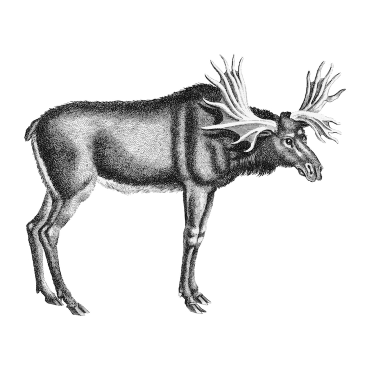 Kostenlose Vektor vintage illustrationen von elch