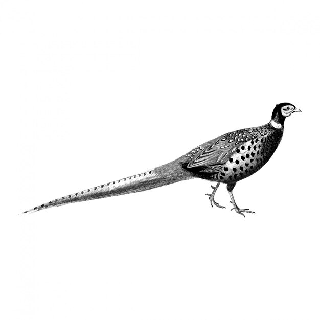 Vintage Illustrationen von Ring-necked