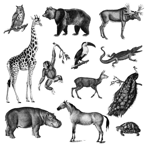 Vintage Illustrationen von Tieren