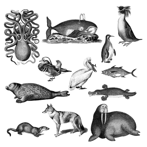 Kostenloser Vektor vintage illustrationen von tieren