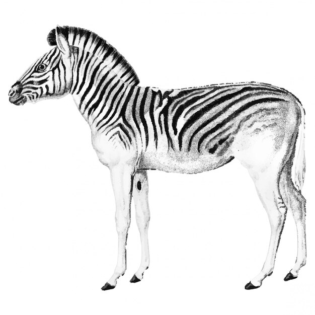 Vintage Illustrationen von Zebra