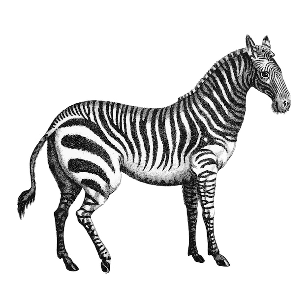 Kostenloser Vektor vintage illustrationen von zebra