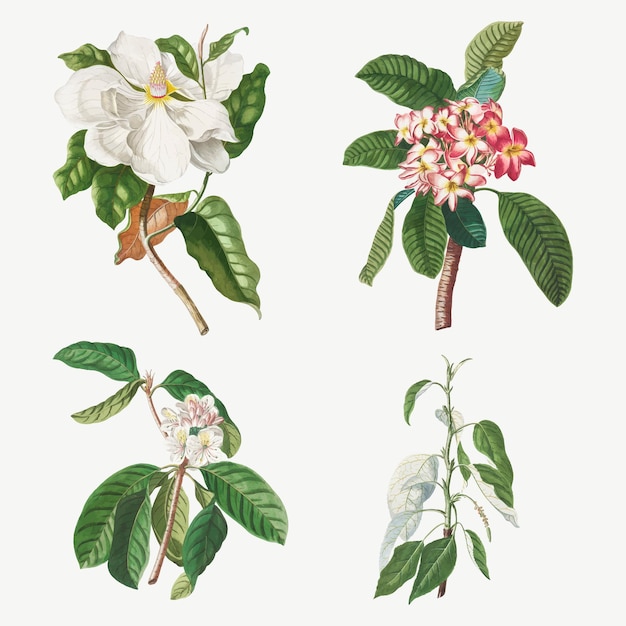 Vintage Illustrationsset aus Magnolie, Plumeria, Guavenblüte und Balsampappel
