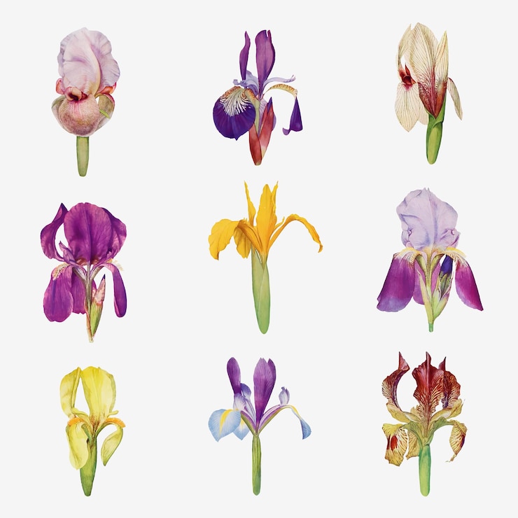 Kostenlose Vektor vintage iris-blumen-illustrationssammlung