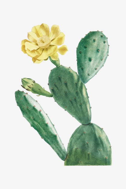 Kostenloser Vektor vintage kaktus opuntia vektor