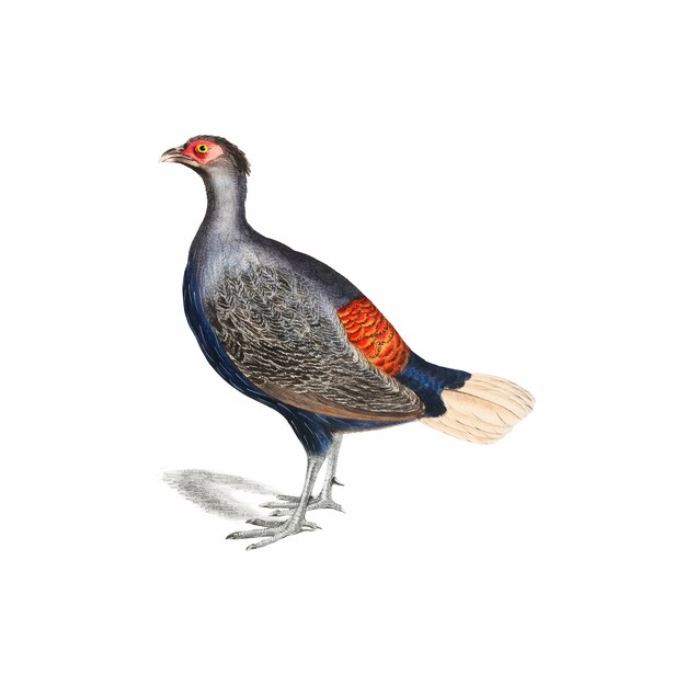 Vintage Tierillustration