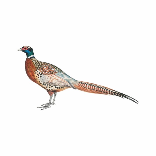 Vintage Tierillustration