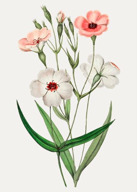 Viscaria Blume