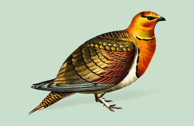 Vogel