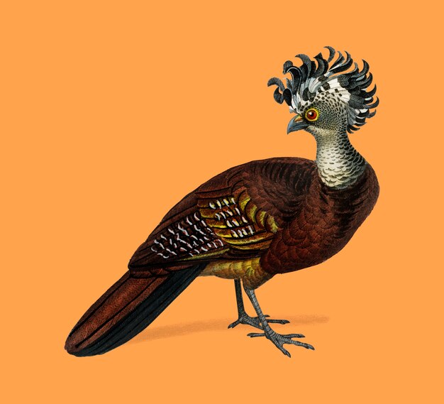 Vogel