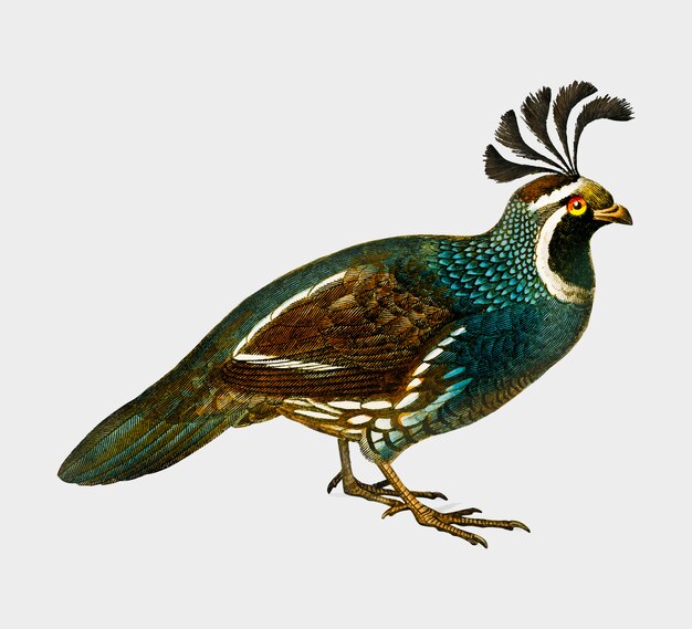 Vogel
