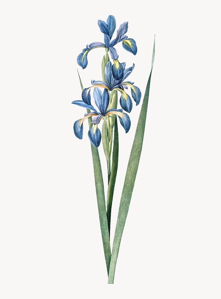Kostenlose Vektor weinlese-illustration der blauen iris