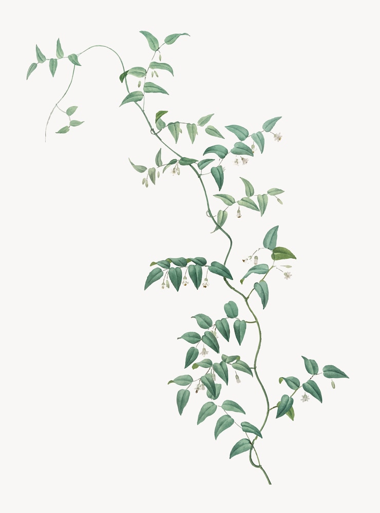 Kostenlose Vektor weinlese-illustration der brautkriechpflanze