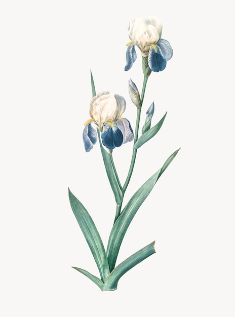 Weinlese-illustration der duftenden iris des ältesten