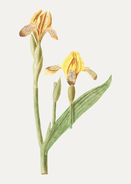 Weinlese-Illustration der gelben Blume