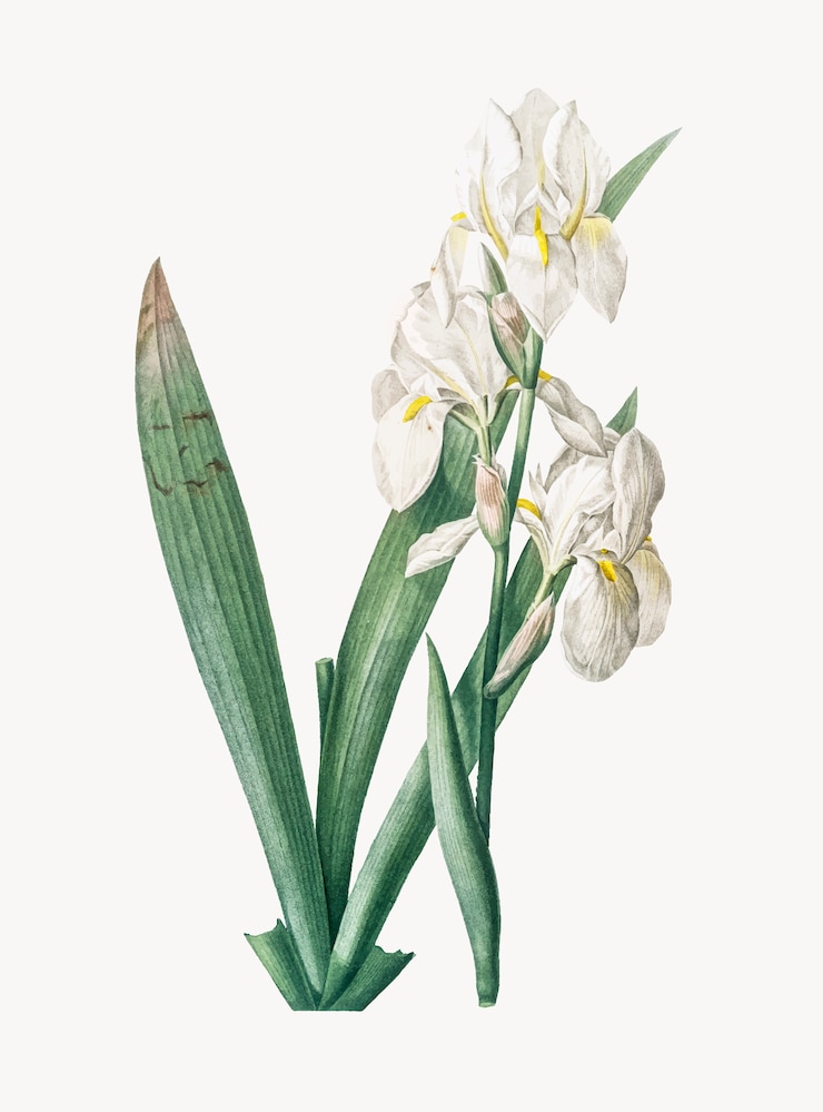 Kostenlose Vektor weinlese-illustration von iris florentina