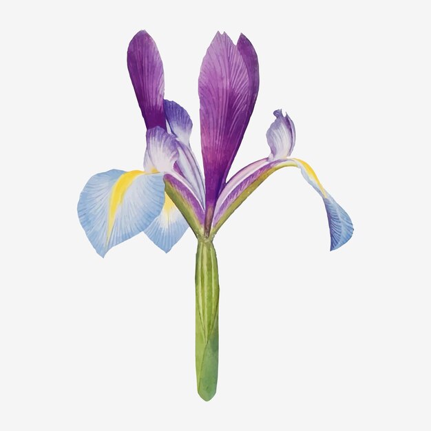 Weinlese-Iris-Blumen-Illustrationsvektor