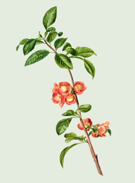 Weinleseillustration der japanischen Kirschblüte