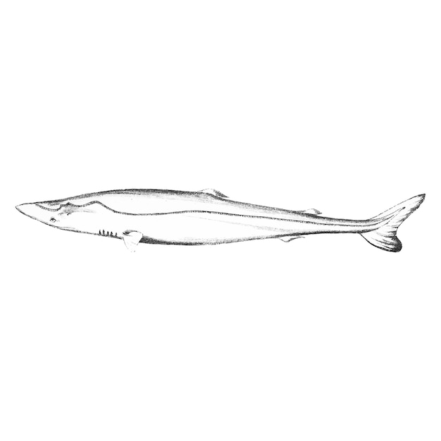 Weinleseillustration des Haifischs