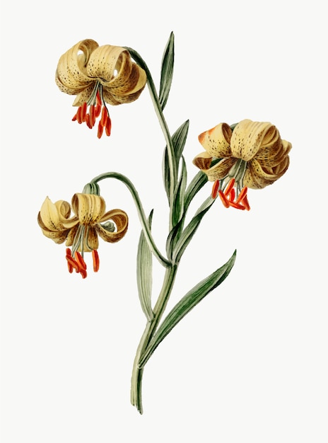 Kostenloser Vektor weinleseillustration von gelben lilien