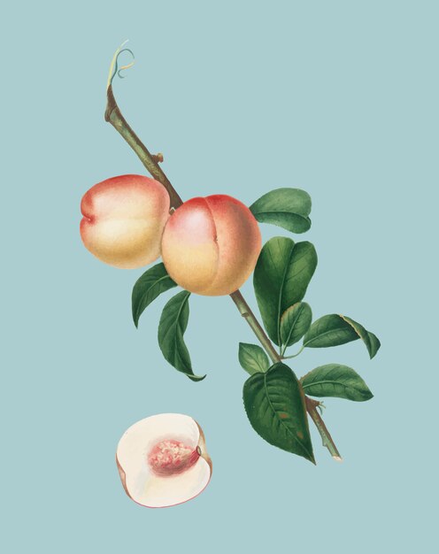 Weiße Walnuss von Pomona Italiana-Illustration