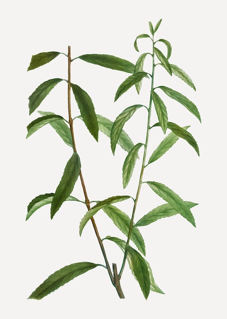 Weiße Weide Zweig