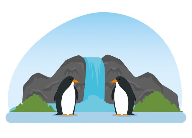 Bilder Pinguine Gratis Vektoren Fotos Und Psds
