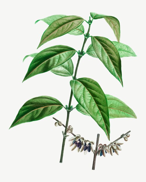 Wintersweet verlässt