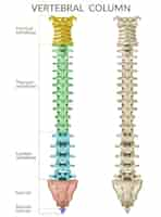 Kostenloser Vektor wirbelsäule.