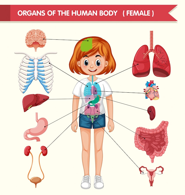 Kostenlose Vektor wissenschaftliche medizinische illustration von organen des menschlichen körpers