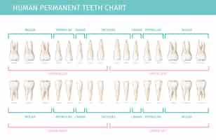 Kostenloser Vektor zahnanatomie-diagramm mit realistischer vektorillustration der bleibenden menschlichen zähne