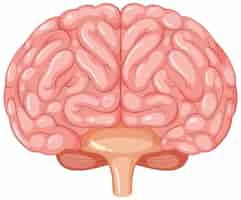 Kostenloser Vektor zeichnung der anatomie des menschlichen gehirns